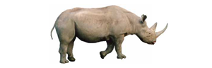 Mozilla Rhino logo